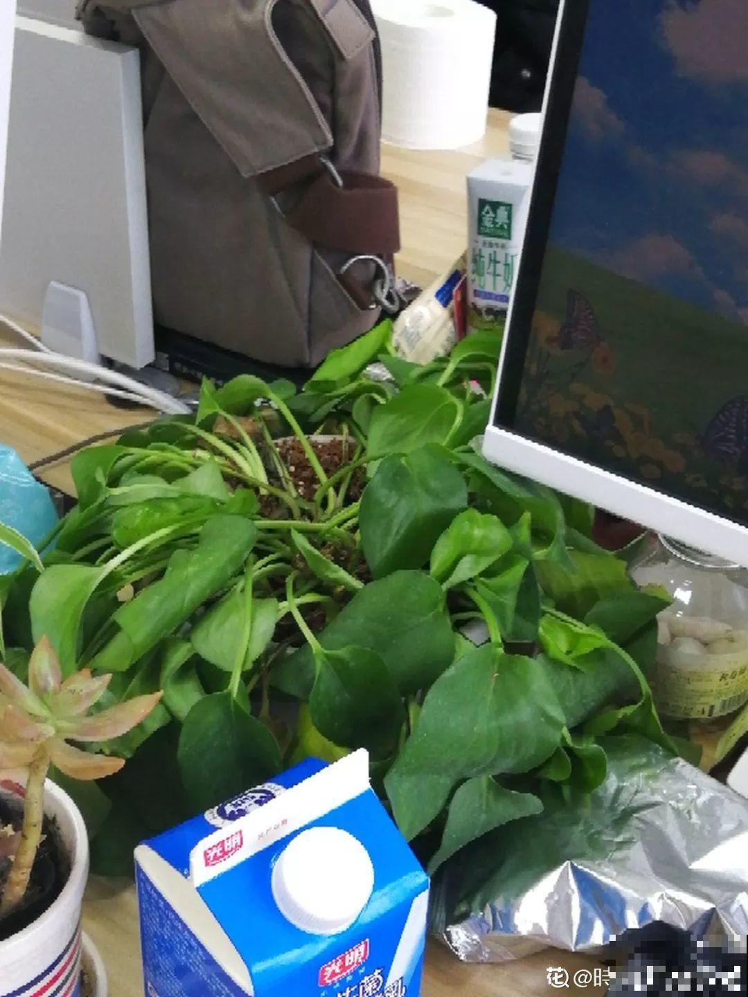 假期延长20天，家里的花全都蔫巴巴，抓紧救，还能活！