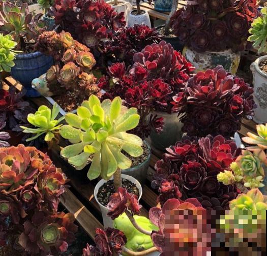他只养一种多肉，就能建一个漂亮的花园，人人都羡慕！