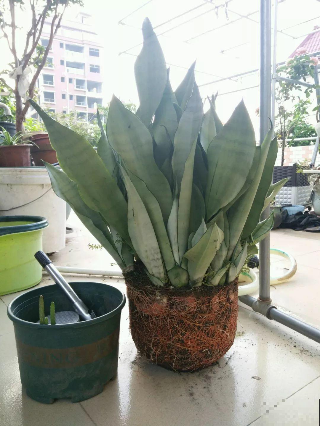 这花太能生，根系长满一轮胎，必须要换盆！