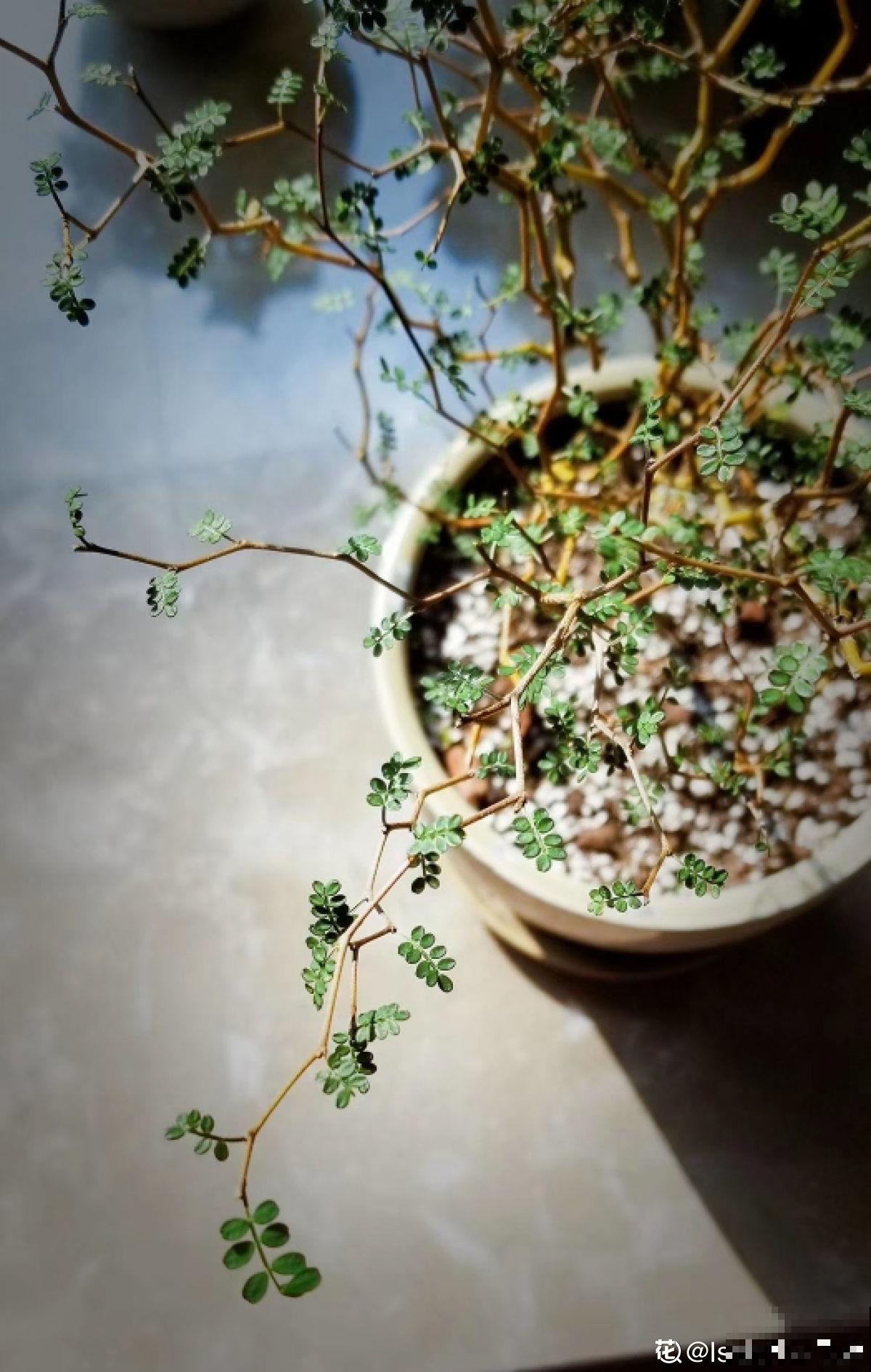 这三种花叶子像油画，看起来特精致，养在家里添气质