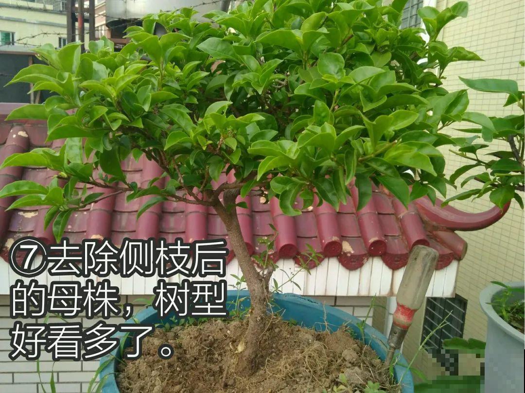 三角梅、月季用最简单的扦插法，塑料瓶套上就生根，懒人也会做！