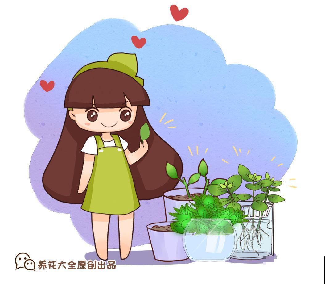 这花太好活，撸把叶子撒土里，3天生根，7天长芽