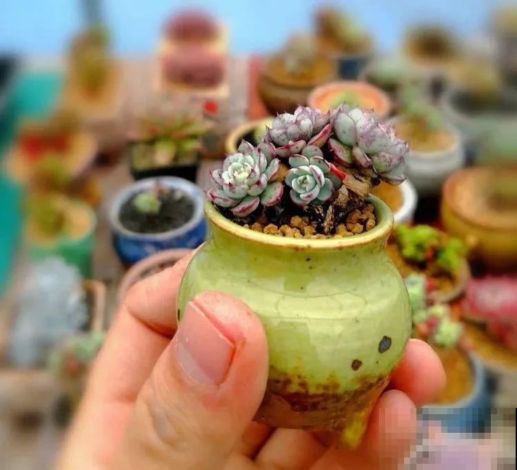 这花就用小盆养，盆越小越开花，比大盆更值钱！