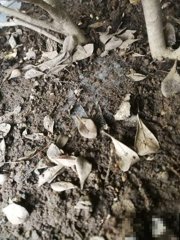 土壤表面长出这个，就得赶紧换盆，否则半月花就死翘翘