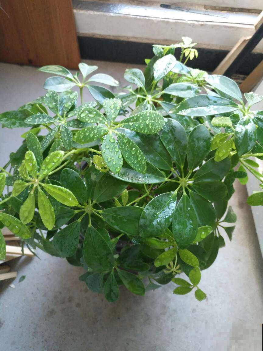 这盆栽模样好看又皮实，但是这点必须要注意，否则只剩空盆！