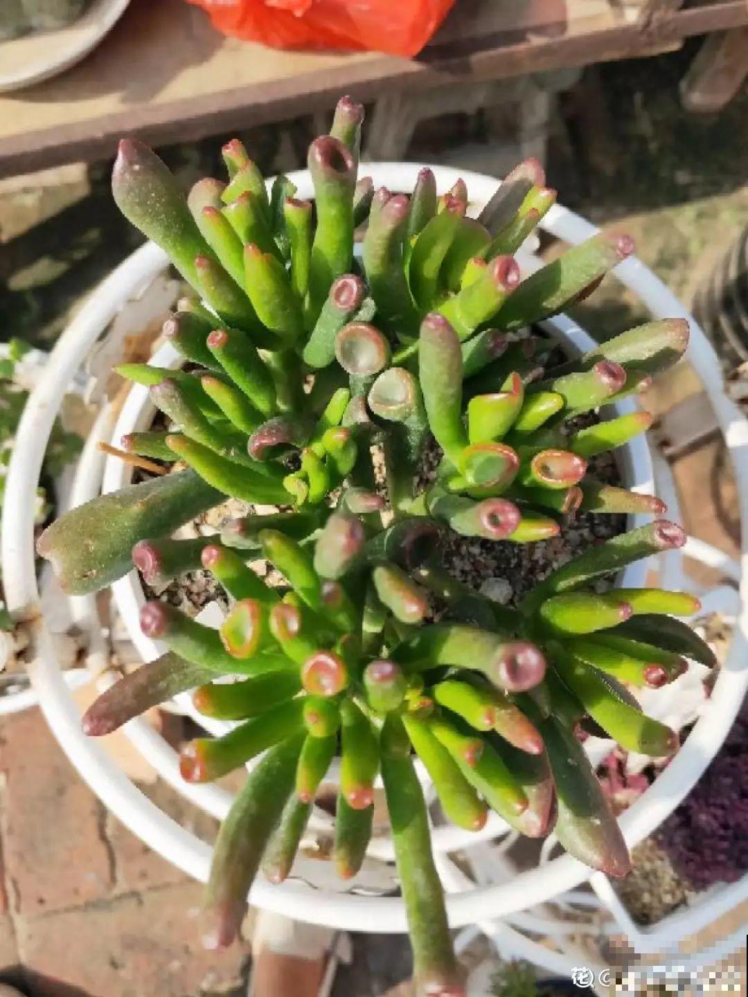 18种过年花，随便挑着养，“鼠”你新年最有钱！