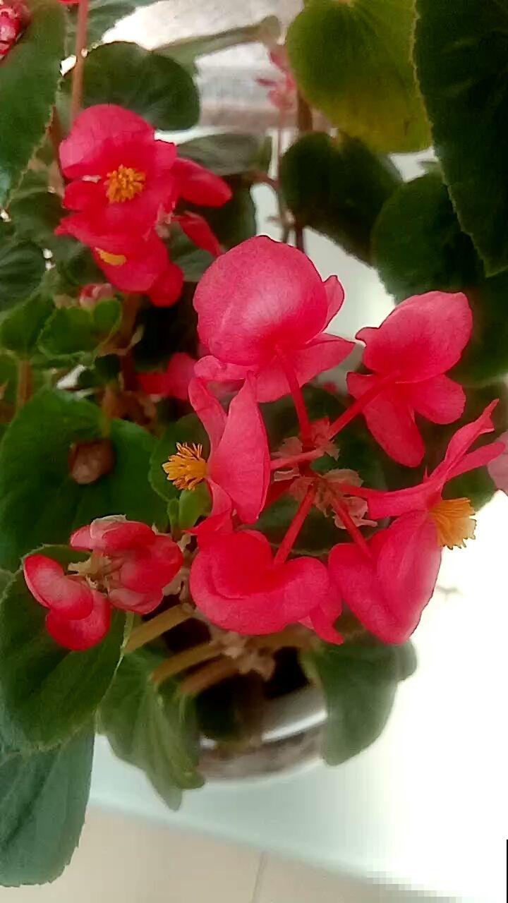 原来这花真的能连开四季，只要做好这件事，过年谁见了都羡慕！