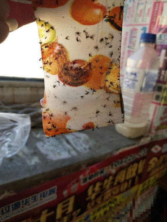 小黑飞真让人头疼，花盆里浇点它，虫子少一半