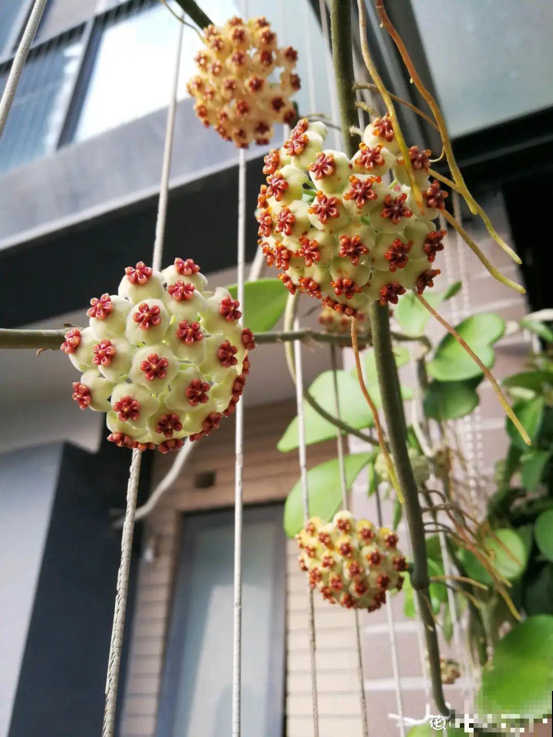 这花超耐阴，没光也能爬满墙，依次开花几十朵！