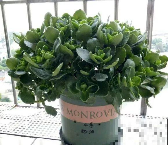 1棵长寿花，冒出124个花箭，开花开成大锅盖，咋养的？