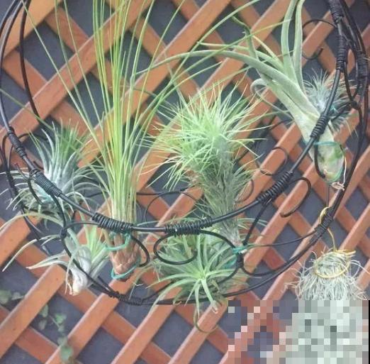 厨房、卫生间，就养这6种花，清新去异味！