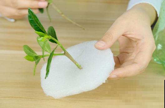 雪碧瓶剪一刀，养花扦插绝对活，大白根呼呼长！