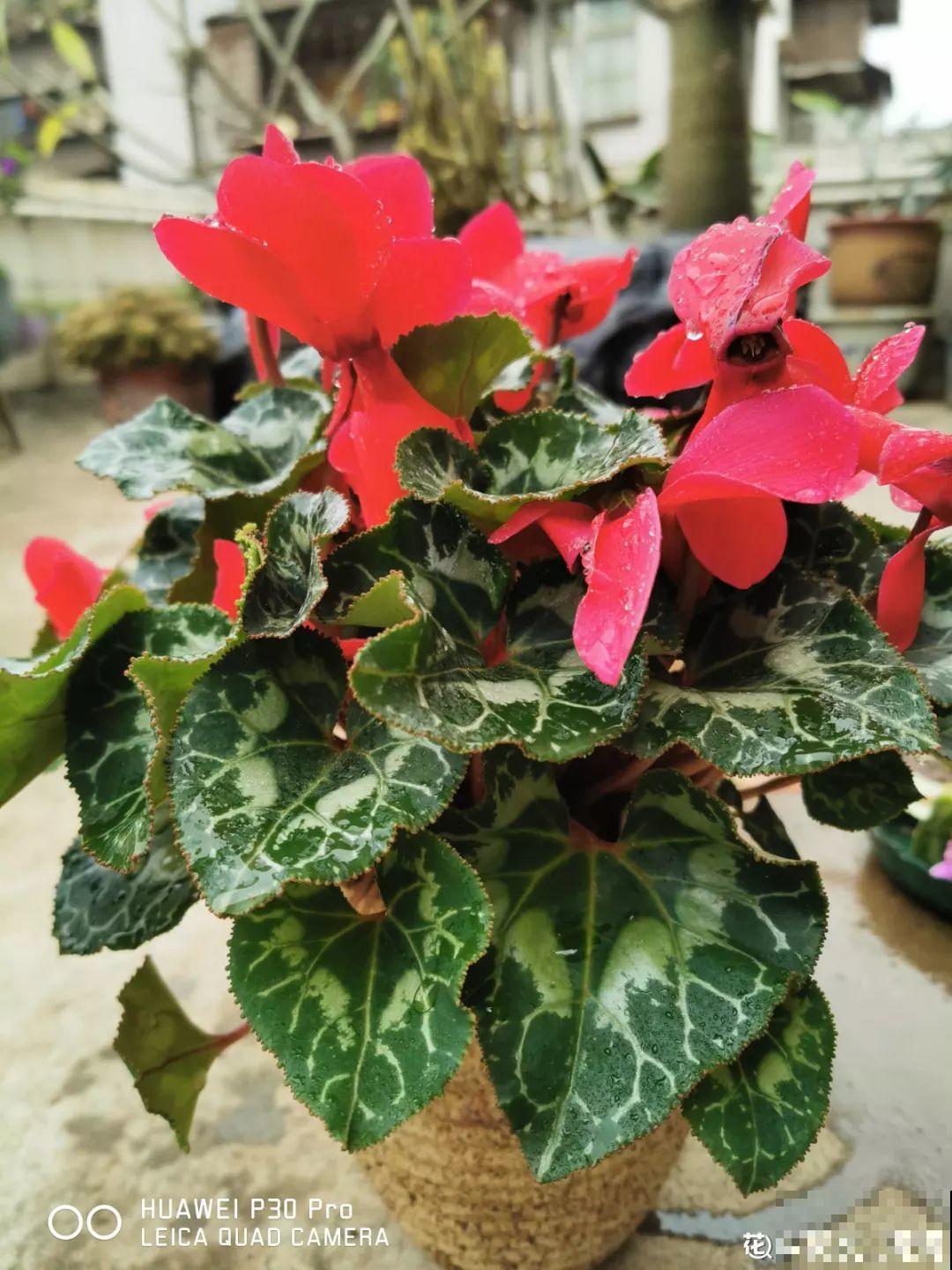 18种过年花，随便挑着养，“鼠”你新年最有钱！