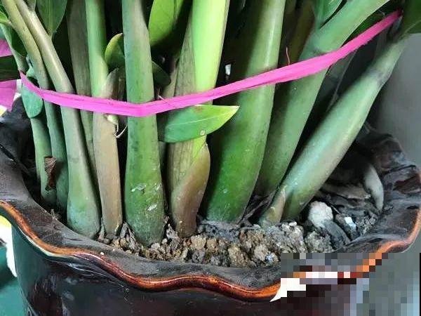 给这花换盆，土里扒出30个崽，根本不用扦插！