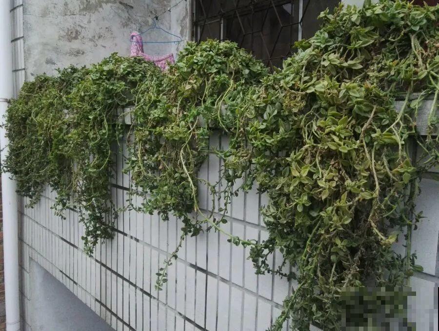 养这花才省心，掉片叶子下来，砖缝里也能长！