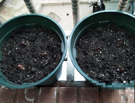 百合花的最佳种植时间到了，挑个好球埋土里，2个月就开花！