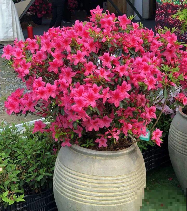 这么漂亮的花，从来没养活过，说多了都是泪！