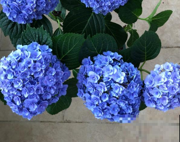 五彩斑斓的春天，靠这些植物来打扮，7种花7个颜色！