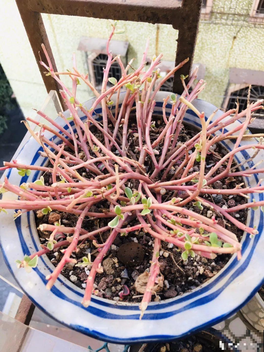家里养的宝贝花，老鼠最爱偷吃，一夜啃个精光！