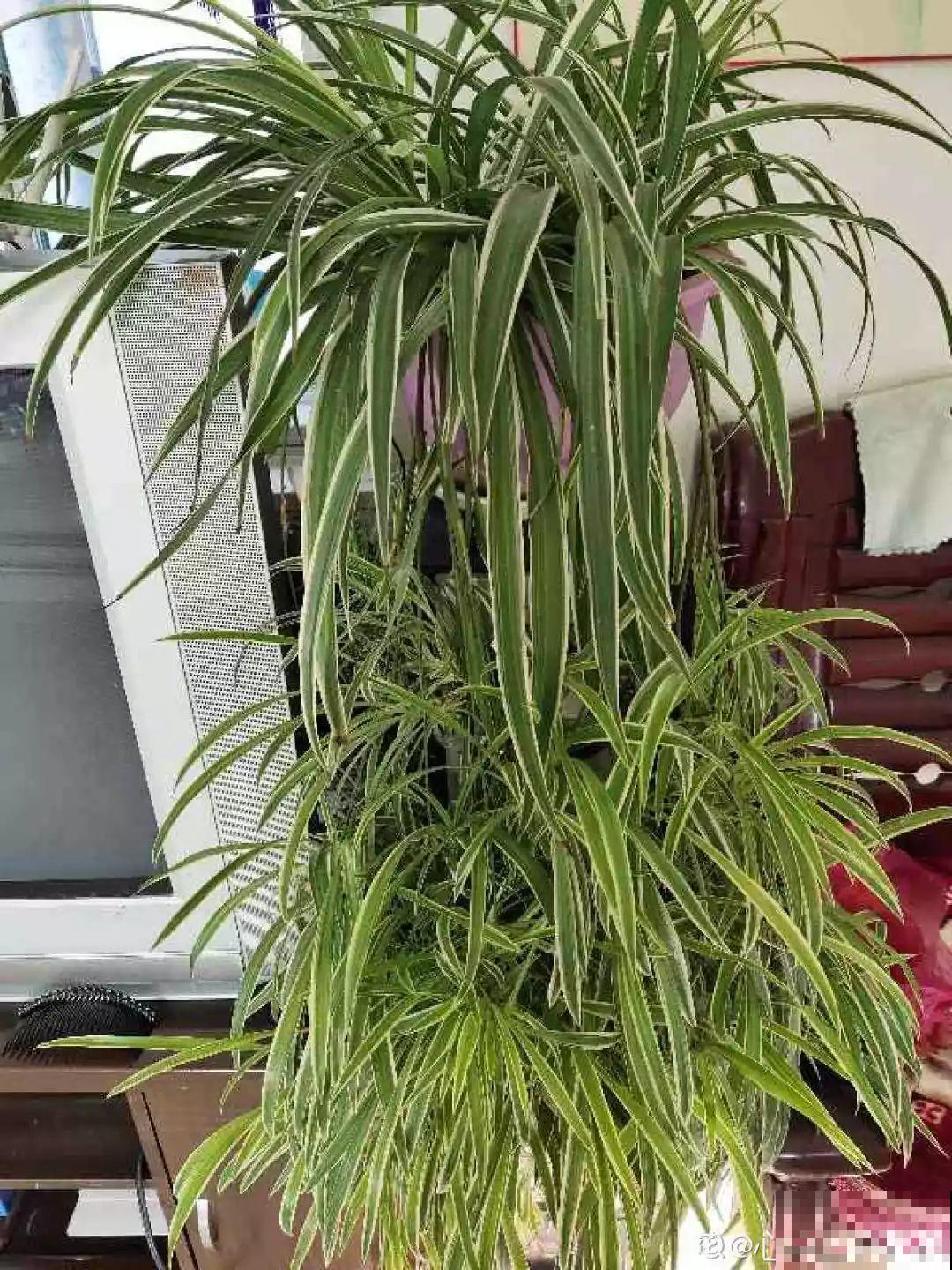 春天给花1盆水，疯长拦不住，开满整个阳台！