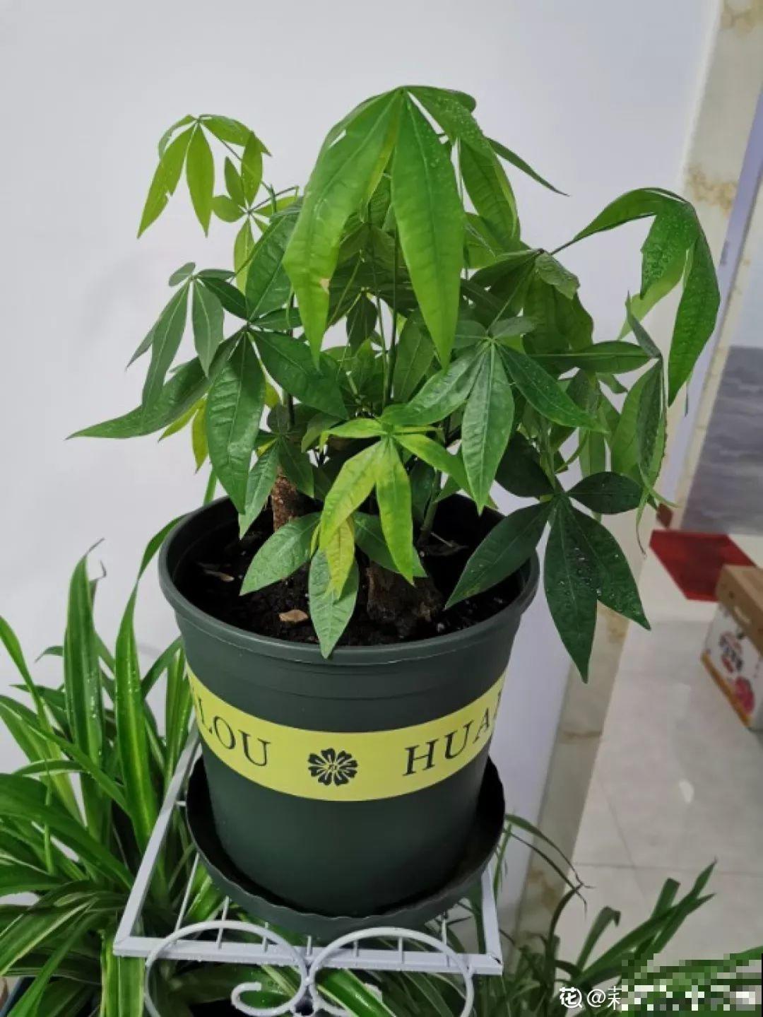 这花冬天最难养，砍1刀不浇水，反而越来越疯长！