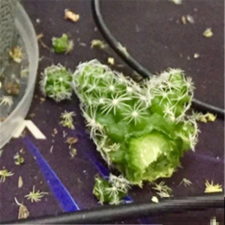 家里养的宝贝花，老鼠最爱偷吃，一夜啃个精光！