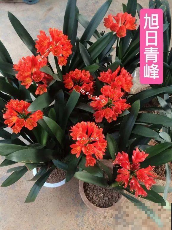 1棵长寿花，冒出124个花箭，开花开成大锅盖，咋养的？