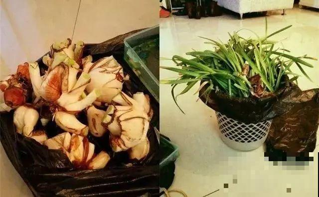 这花真奇葩，越开花叶子越黄，掐一把、来年继续开！