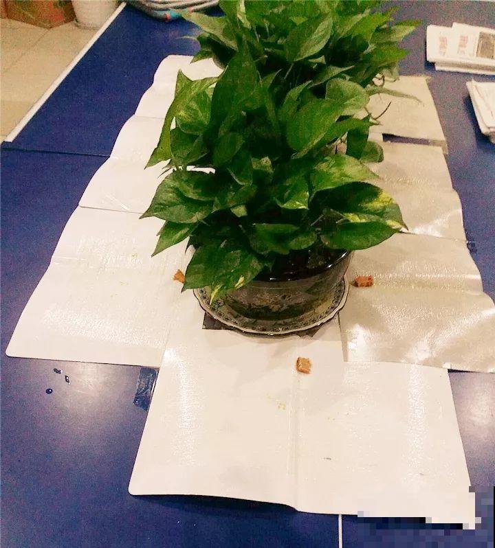 家里养的宝贝花，老鼠最爱偷吃，一夜啃个精光！