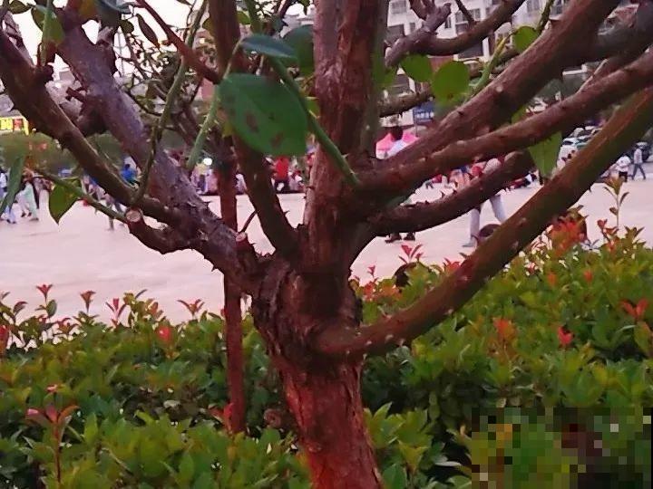 除了蟹爪兰，这花也能嫁接，开花的时候太美了！