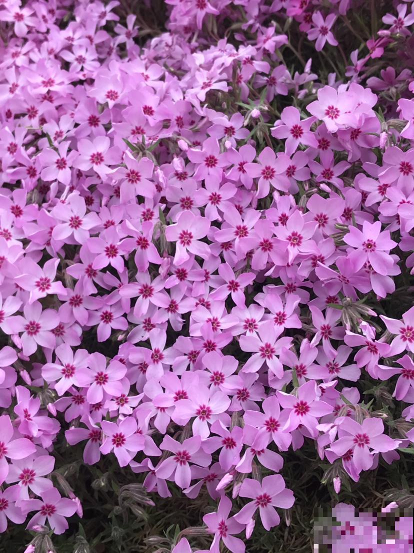 “4种”花，特适合种在院子里，春天开成花海，现在种刚刚好