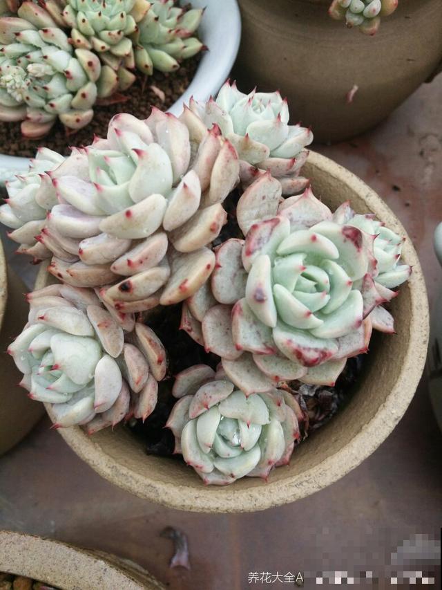 养了6年多肉，我是如何一步一步，从小白变成高手的！