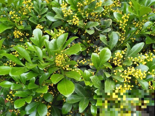 养花也要看地域，“南花北养”最要命，咋养都不活！