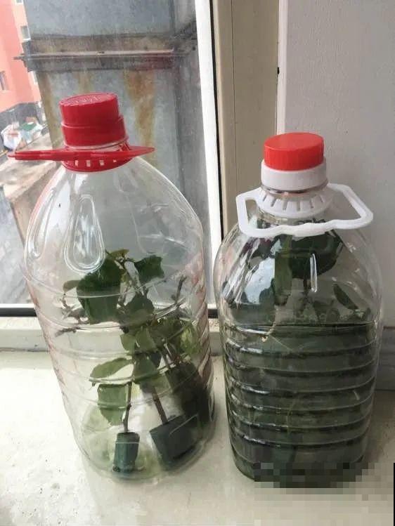 春天扦插，就教你一招不用花盆，一个比一个长得好！