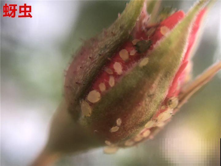 花变成这样，立马剪撒点粉，否则撑不过7天！
