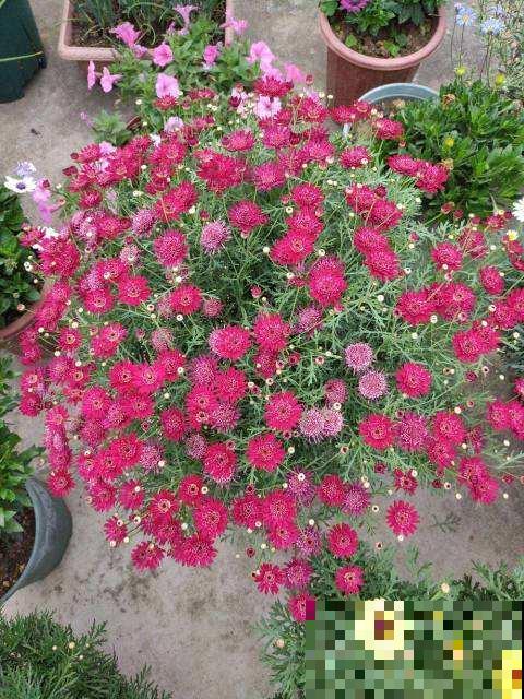 这花就是欠“掐”，把顶芽掐掉，掐得越狠，开花越多