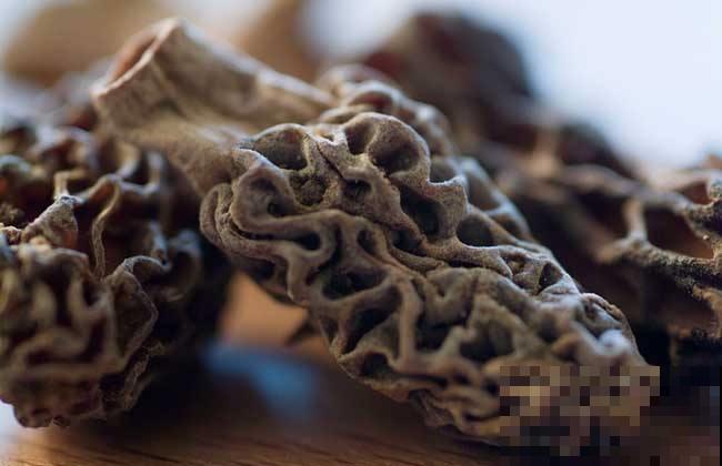 野外看见树下长了一片“羊肚”？近看恍然大悟，原来是它！