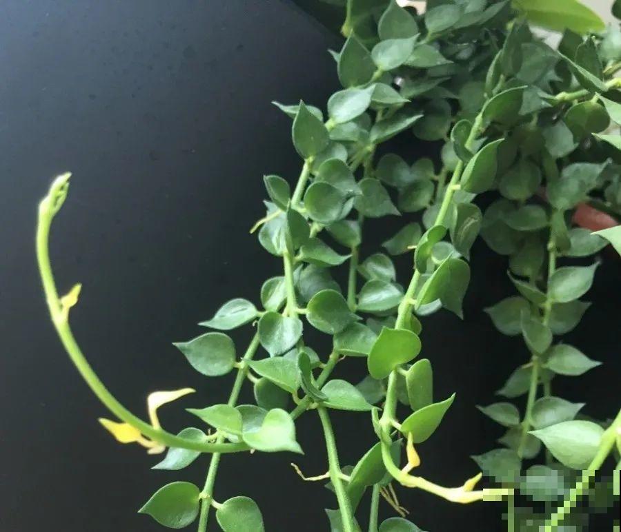 别养绿萝了，20种耐阴花，看一眼就喜欢上！