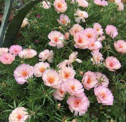 这花号称死不了，为什么我养一盆死一盆？