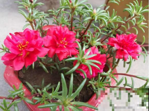 这花号称死不了，为什么我养一盆死一盆？