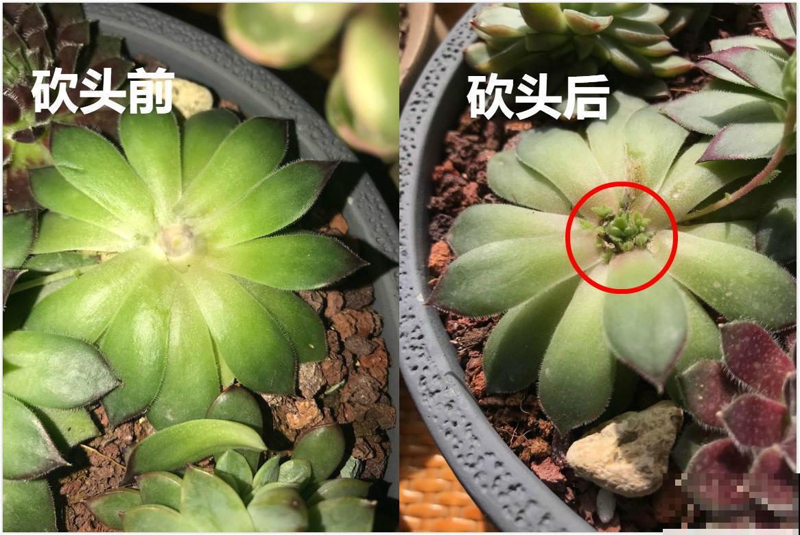 多肉砍头撸叶子，呼呼冒出10个头，越虐长得越旺！