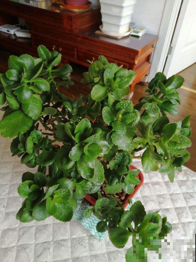 这花“只长叶子不开花”，在土里浇点酸水，叶子很快就能绿油油