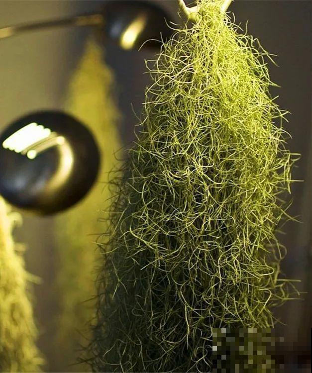 别养绿萝了，20种耐阴花，看一眼就喜欢上！