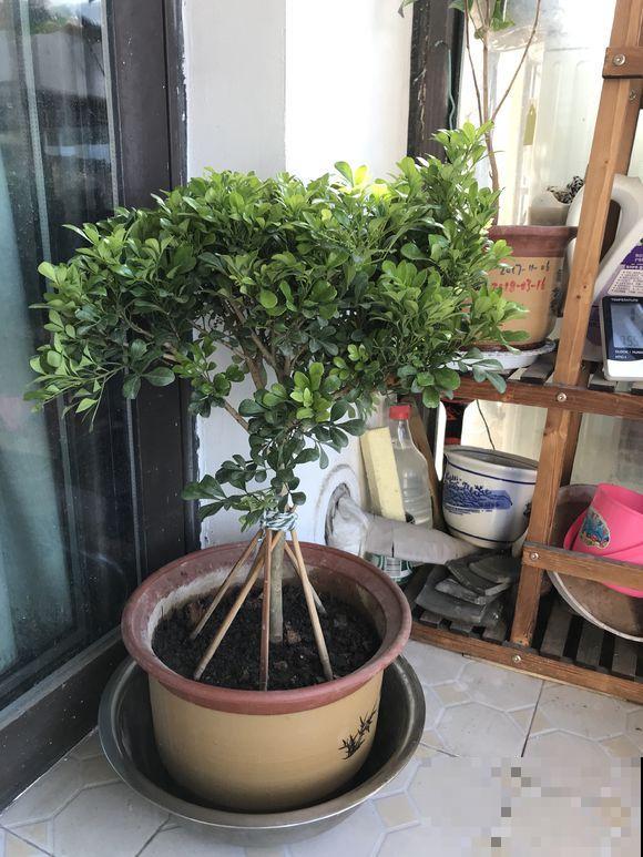 家里有这花，不能乱换盆，换完叶子哗哗掉！