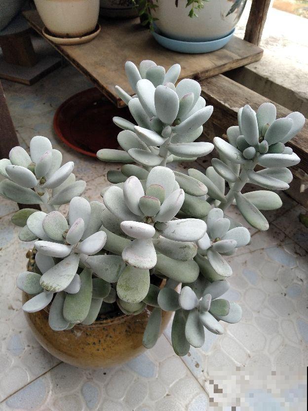 养这花浇水得注意，不能浇到叶子上，否则叶子烂精光