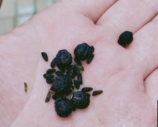 小时候经常玩的4种花，农村遍地都是，名字土开花却很美！