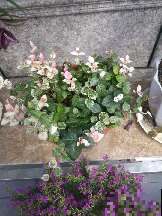 这三种花叶子像油画，看起来特精致，养在家里添气质