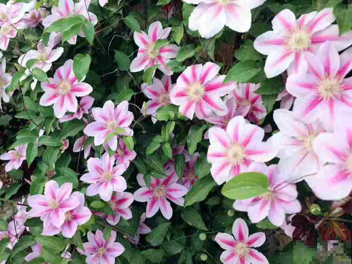 这花“体积大”，适合种在大盆里，盆越大花长得越旺