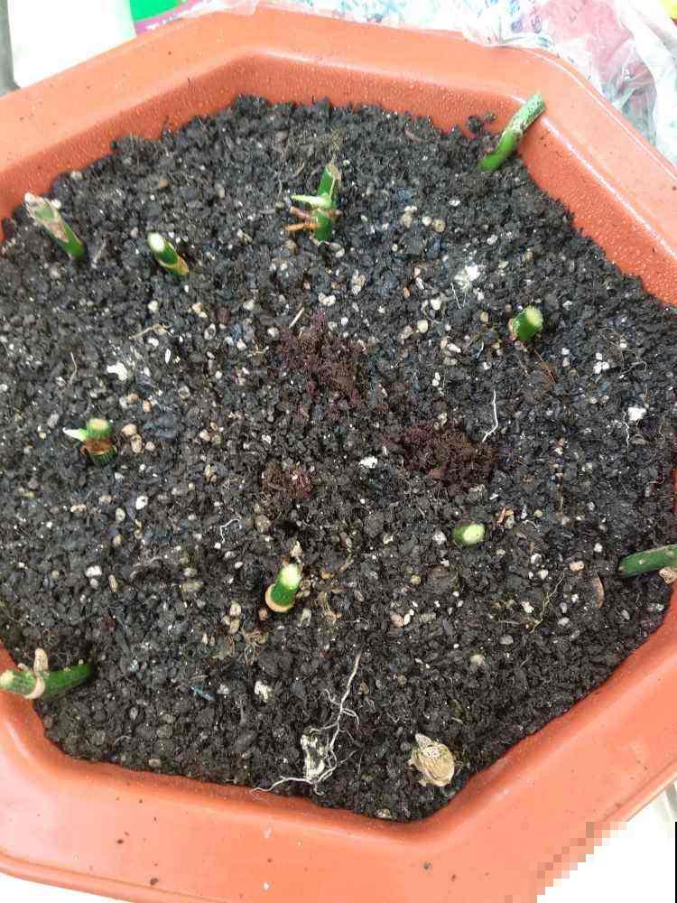 土里掺点它，俩月变成好花土，给花用连肥料都省了！