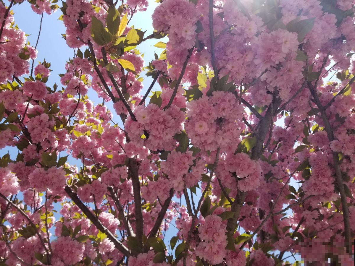 3月樱花季到，超好看的樱花品种，你认识几个？